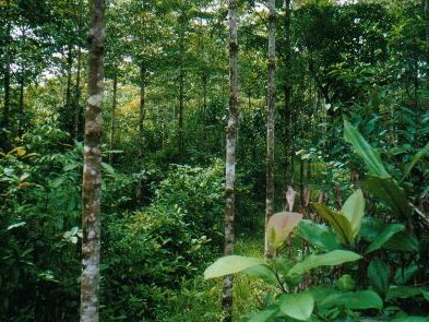 Madera Fina 2002, Amarillos