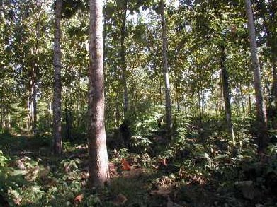 Madera Fina 2003, Teak