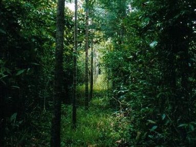 Madera Fina 2002, Zapatero